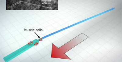 Engineers developed the first tiny, synthetic machines that can swim by themselves, powered by beating heart cells. Photo by: Alex Jerez Roman, Beckman Institute for Advanced Science and Technology.