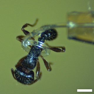 Spiraling Micro-Tentacles for Microrobotics