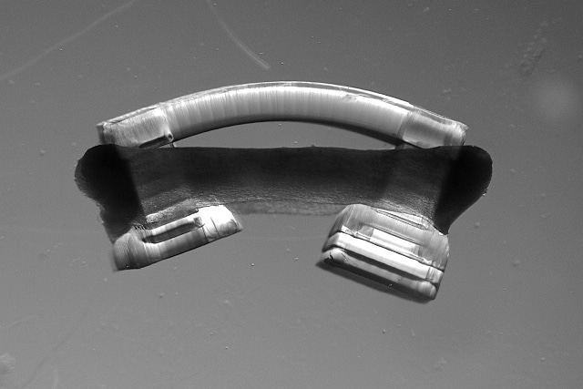 New Class of Muscle-Powered Walking Bio-Bots Responds to Light