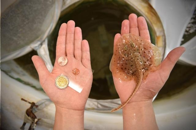 Researchers Build Robotic Mimic of Stingray, Powered and Guided by Light-Sensitive Rat Heart Cells
