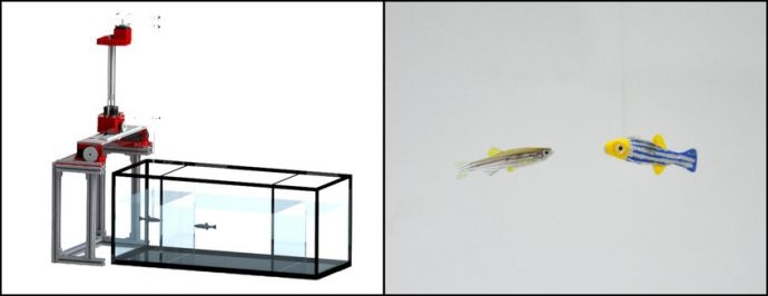 Robotic Fish Sees and Mimics Live Zebrafish in Real Time