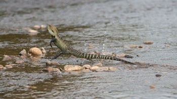 Robots May Need Lizard-Like Tails for Off-Road Travel