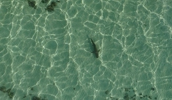 UAV-Based Tracking Tool Observes Shark Behavior in Deep Water