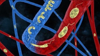 New Tiny, Shape-Changing Elastic Robots Could Revolutionize Targeted Drug Delivery