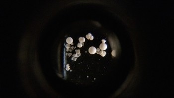 Researchers Develop New AI Program that Could Help Identify Tiny Marine Organisms