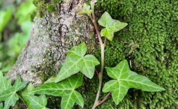 Researchers to Build Bio-Inspired Climbing Robots