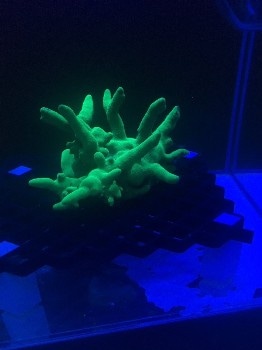 Coral Health Monitoring with Underwater Robots and Hyperspectral Imaging