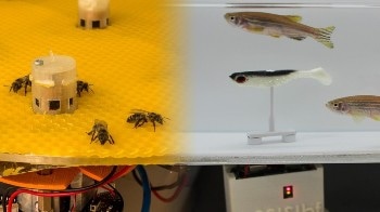 Researchers Show How Bees and Fish can Communicate with Each Other with the Help of Robots