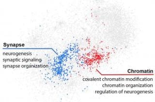 AI Used to Decode the Functional Impact of Mutations Occurring in “Junk” Genome in People with Autism