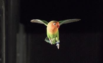 Study on Lovebirds’ Maneuverability Could Lead to Better Autonomous Aerial Robots