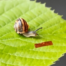 New Millimeter-Scale Soft Snail Robot Driven by Liquid Crystal Elastomer Technology