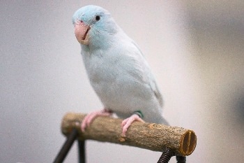  Stanford Scientists Observe Birds to Refine How Robots Touchdown