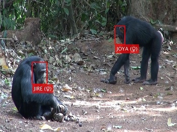 Facial Recognition Now Works for Chimpanzees Living in the Wild