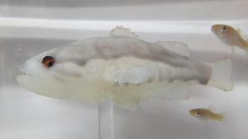 Bio-Inspired Robotic Fish Induces Fear-Related Changes in Mosquitofish