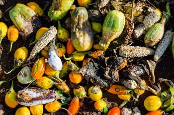 Using AI to Solve The Food Waste Issue