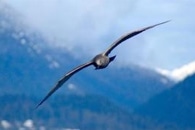 Novel AI-Enabled Camera System to Track Previously Unobserved Behaviors in Wild Animals