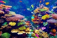 Deep-Diving Robots Deployed to Measure Carbon Uptake by Marine Life