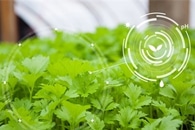AI-Based Method can Automate and Streamline Seed Quality Analysis