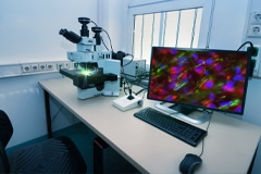 Machine Learning Technique Measures Topological Traits of Cell Clusters