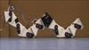 Gait of Robots Inspired by Movements of Spiders and Crabs