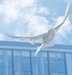 Festo Launches Robotic Bio-inspired Bird