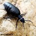 Foraging Robot Demonstrates Evolution of Altruism