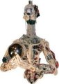 Researchers Develop Robot Having Flexible Skeleton Covered by Muscle