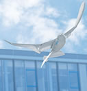 Robot Seagull Wows Audience at TED Global