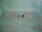 An Aquatic 'Insect-Bot’