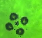 Micro-Robots From Free Floating Particles