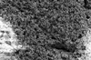 Microbial Fuel Cell Technology-Based Autonomous Microrovers