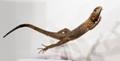 UC Berkeley Scientists Study Dinosaurs and Lizards to Develop Better Robot Design