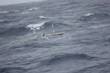 Liquid Robotics’ Papa Mau Wave Glider Covers 9,000 Miles across the Pacific