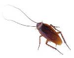 Study on Cockroaches Could Aid Engineers Design Steadier Robots