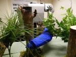 Robotic Arm Wriggles around Obstacles