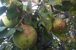 UAVs and Ground Robots to Detect Disease in Agricultural Crops