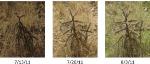 Novel Robotic Camera Mount Enables Panoramic, Time-Lapse Photography of Plant Movements