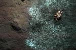 Submersible ALVIN and Underwater Robot QUEST Help Study Crabs on Bacterial Mats