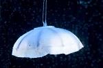 Researchers to Design Life-Like Autonomous Robotic Jellyfish
