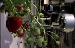 Japanese Researchers Develop Strawberry-Picking Robot