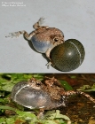 Robotic Frog Helps Test How Female Frogs Integrate Audio-Visual Signals