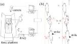 Lateral Impact Study May Help Improve Robustness of Bionic Robot