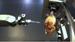 Mayekawa Releases Ham De-Boning Robot