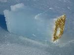 Underwater Drones Help Study Underside of Antarctic Sea Ice