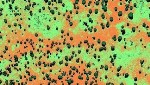 Drone Imagery May Help Classify Namibia's Savanna