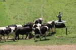 World’s Top Agricultural Roboticists to Meet in Feb. 2015 at the University of Sydney
