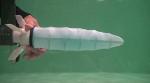 Deformable Octopus-Like Robot Zooms Through Water with Ultra-Fast Propulsion