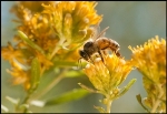 Insects Inspire Robots That Could Smell and Detect Bombs