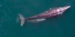 UAVs Help Study Migrating Gray Whale Mother and Her Calf