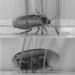 Cockroach-Inspired Robot Maneuvers through Densely Cluttered Environment
